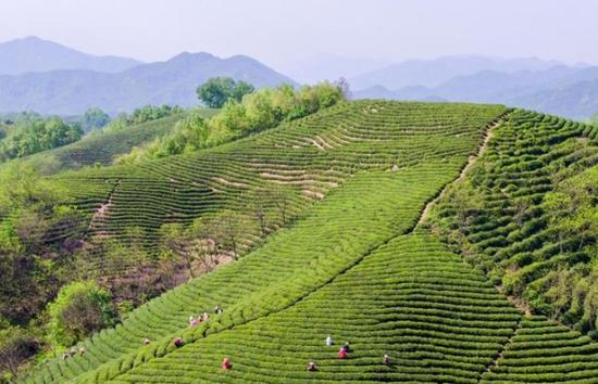 河南信阳茶园：茶农采茶忙