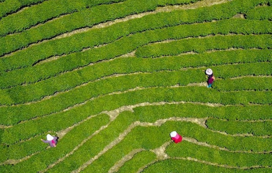 河南信阳茶园：茶农采茶忙