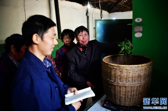 河南信阳：茶农炒茶忙