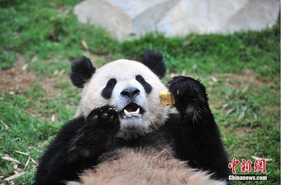 大熊猫品尝特别制作的窝窝头。 中新社记者 刘冉阳 摄
