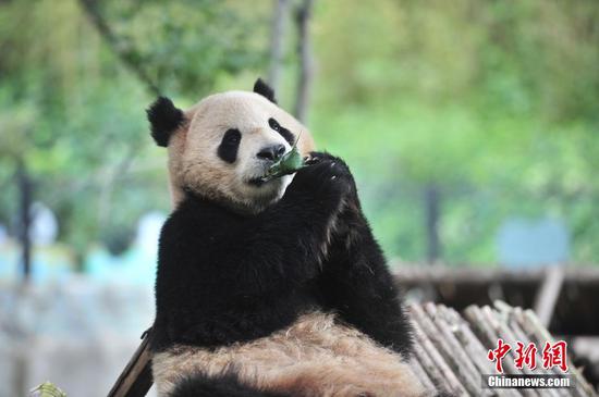 5月25日，大熊猫品尝专门制作的粽子