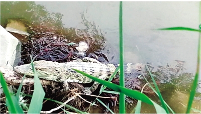 市民在黄河二桥附近发现的泰国鳄