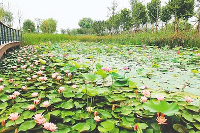 10万株鲜花盛开郑州龙湖北湿地公园
