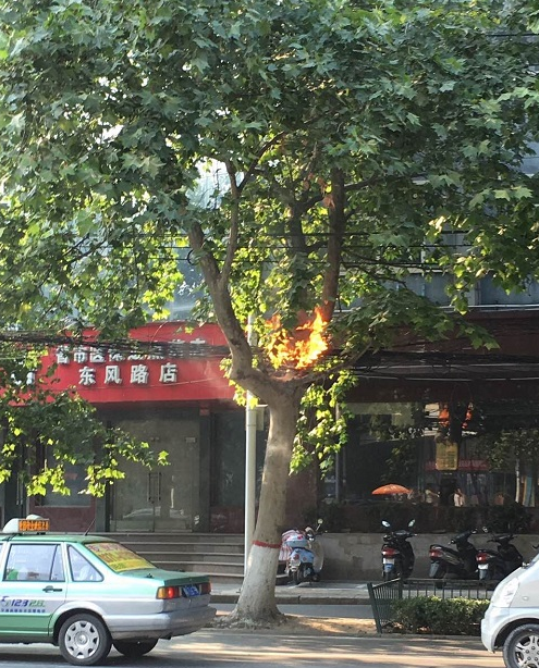 郑州街头横穿树枝高压线起火 疑因绝缘层磨损