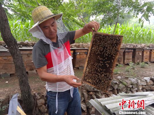 图为李家的蜂场里,蜂农在蜂箱之间进行照料。