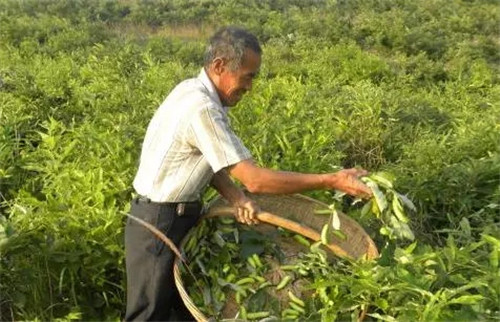 人社部万名专家服务基层活动走进南召_南阳新