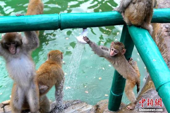 猕猴抓着淋浴喷头不松。