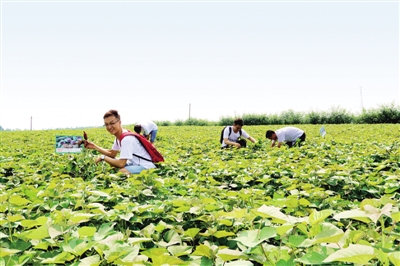 岗堤村紫薯种植示范基地吸引游人 贾林伟 摄