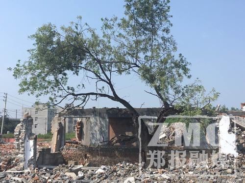 郑州二七区一村清除废弃老院 惊现350年树龄国