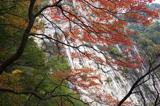 尧山红叶（图/丁罗义）