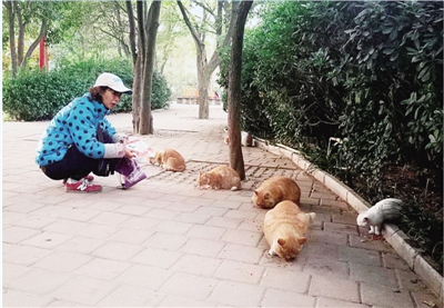 看车人陈女士正在喂流浪猫