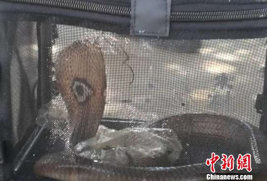 图为被捕获的眼镜蛇。 南华县森林公安局