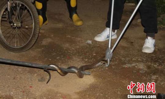 图为被捕获的眼镜蛇。 南华县森林公安局