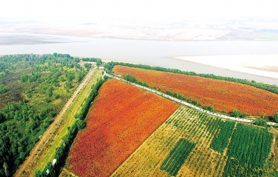 ↑黄河富景生态园,位于郑州市惠济区花园口镇八堡村北黄河滩,园里种植着新品种:彩红杨。叶子是金黄色的树苗连成一片,煞是好看。