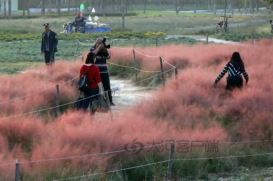 郑州粉色网红花海哭了 花园里被踩出了几条路