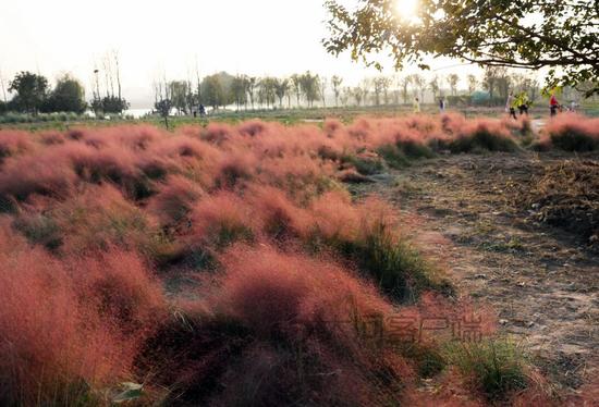 郑州粉色网红花海哭了 花园里被踩出了几条路