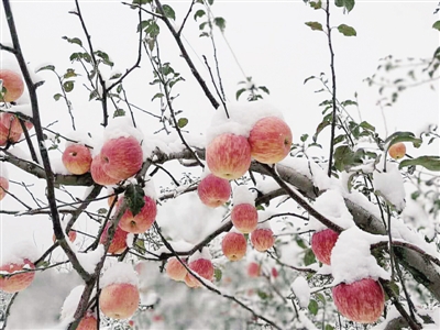 灵宝寺河山苹果种植区