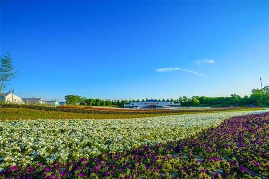 普兰斯薰衣草庄园