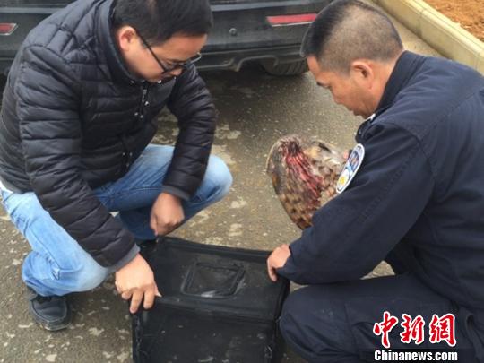 图为森警救助猴面鹰 钟欣 摄