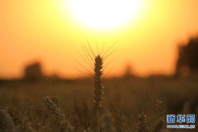 河南内黄：夕阳下的麦穗