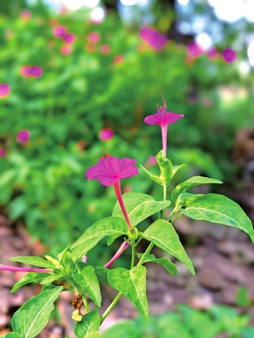 紫茉莉