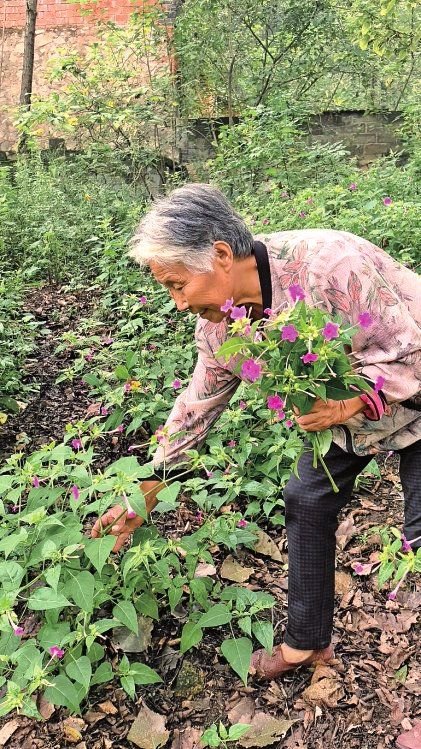 余先生的姥姥采摘野生小花