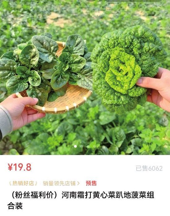 河南趴地菠菜“支棱”起来了 农户：大娘们的铲子都要抡冒烟了