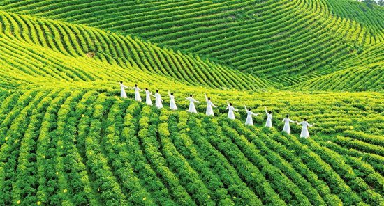 河南光山2800亩黄金茶园迎来最佳观赏期