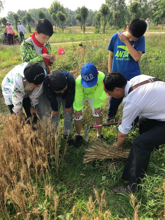 体验收割麦子