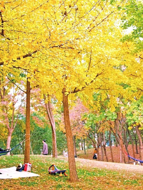 多彩初冬的鄭州，8個賞景勝地快收藏