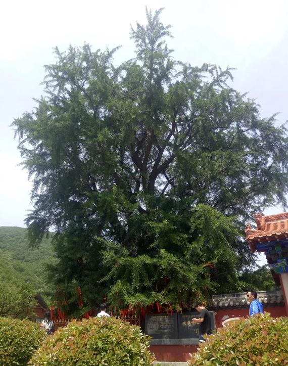 千年古树