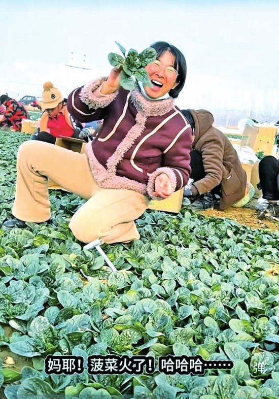 河南“趴地菠菜”火上央视 为啥恁好吃