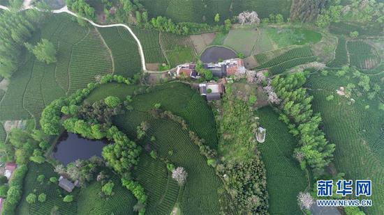 4月17日在河南省信陽(yáng)市浉河區(qū)拍攝的茶山美景（無(wú)人機(jī)航拍照片）。