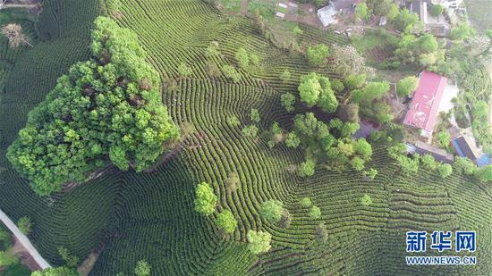 4月17日在河南省信阳市浉河区拍摄的茶山美景（无人机航拍照片）。