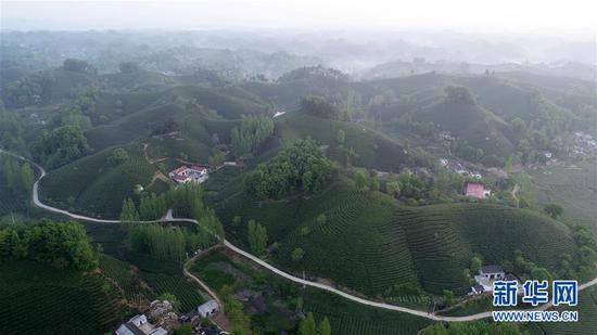 4月17日在河南省信阳市浉河区拍摄的茶山美景（无人机航拍照片）。