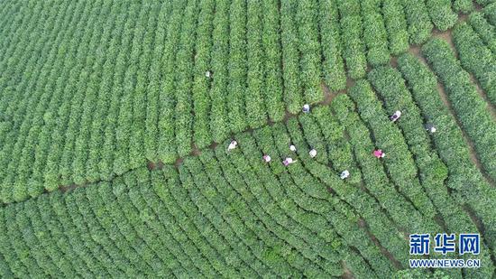 4月17日在河南省信阳市浉河区拍摄的茶山美景（无人机航拍照片）。