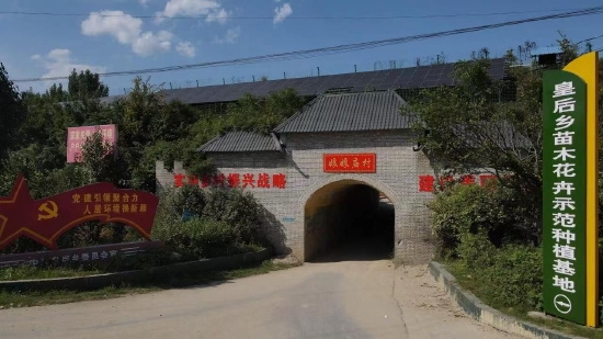 娘娘庙村是南召县皇后乡苗木花卉示范种植基地。何艳 摄