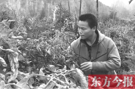 养猪种植干农活样样拿手 济源山村少年帮家庭摘掉穷帽 养猪种植干农活样样拿手 济源山村少年帮家庭摘掉穷帽