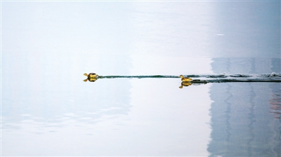 兩只小鵜在湖面劃出兩道水痕