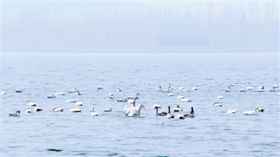众多白天鹅在龙湖嬉戏