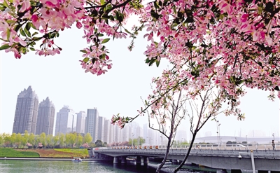 鄭東新區(qū)運河岸邊的西府海棠花開正茂