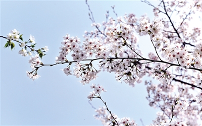 鄭東新區(qū)，盛開的櫻花