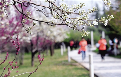 鄭東新區(qū)，紅白花公園盛開的梨花與即將開放的紫荊花