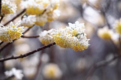 盛開的結(jié)香