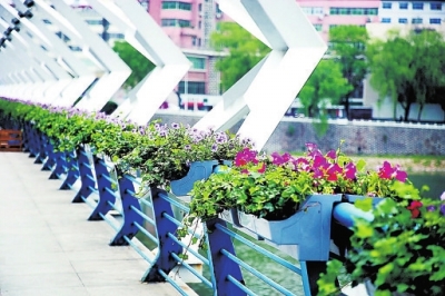 橋欄桿花籃里的鮮花爭奇斗艷
