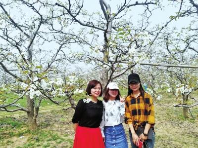 寧陵第十五屆梨花節吸引大批游客前來游玩