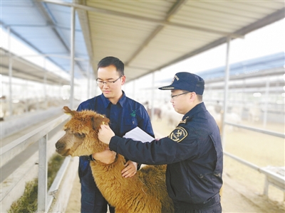 681只澳洲羊驼抵达新郑国际机场 顺利入境 681只澳洲羊驼抵达新郑国际机场 顺利入境