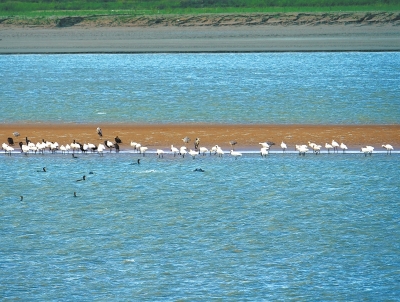 图①在黄河湿地孟津段拍摄到的白琵鹭等鸟类。