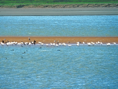 圖①在黃河濕地孟津段拍攝到的白琵鷺等鳥類。