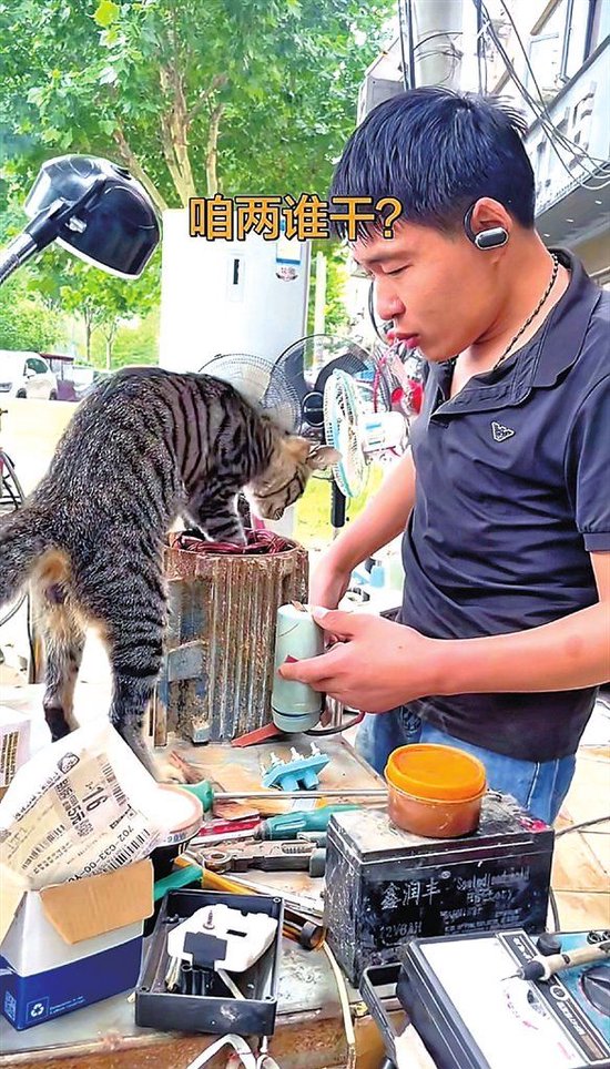 开封流浪狸花猫变身网红“喵师傅” 收养人店主夫妻拍摄它埋头